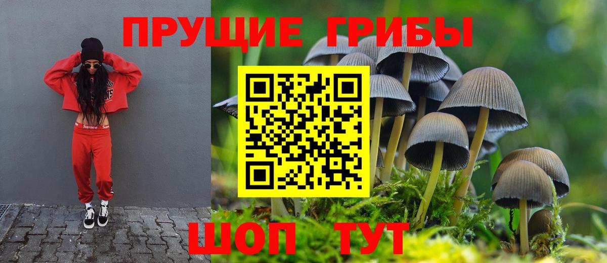 Миасс  закладки  Вход с VPN  Галлюциногенные грибы Cubensis 